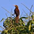 Breithauben-Stirnvogel (Psarocolius angustifrons)